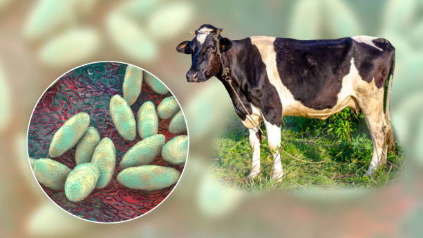 Hình minh họa bò và vi khuẩn Pasteurella multocida gây bệnh tụ huyết trùng
