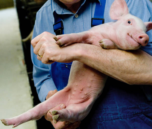 Người chăn nuôi giữ heo con để kiểm tra chân, móng và tình trạng sức khỏe