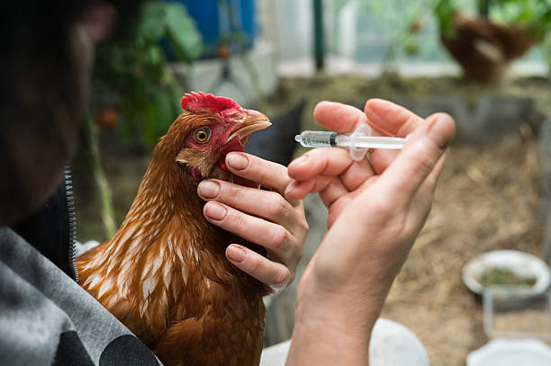 A farmer administering a vaccine to a chicken in a poultry farm