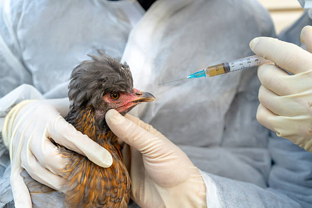 Nhân viên thú y chuẩn bị tiêm vaccine cho gà đúng kỹ thuật