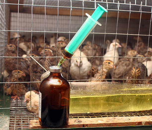 A syringe and vaccine vial placed in front of a chick enclosure