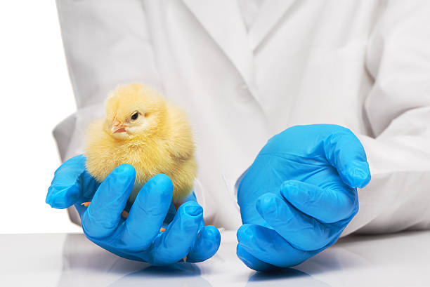 Veterinary worker wearing gloves while holding and examining a young chick