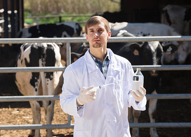 Veterinarian preparing to administer an injection to cattle on a farm