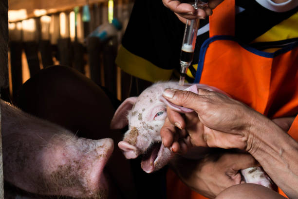 Nhân viên thú y tiêm vaccine phòng bệnh cho heo con