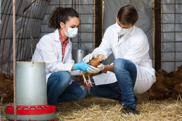 Nhân viên thú y kiểm tra sức khỏe gà con trong chuồng úm