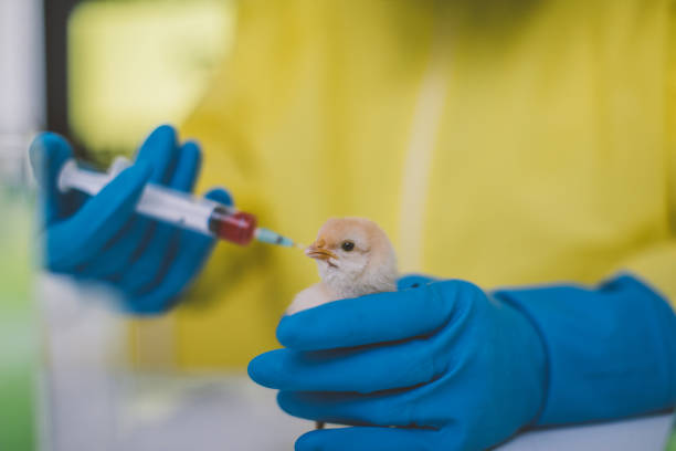 A veterinary worker administering an oral vaccine to a young chick
