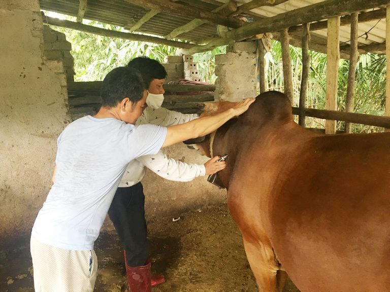 Nhân viên thú y kiểm tra sức khỏe bò tại khu chuồng nuôi