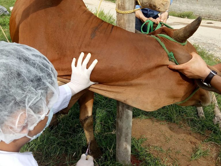 Nhân viên thú y kiểm tra vùng cổ của bò trong quá trình chăm sóc sức khỏe
