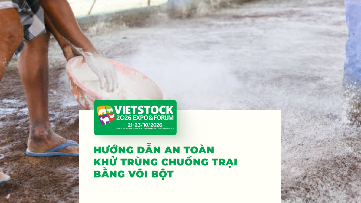 Người rải vôi bột khử trùng nền chuồng trại đúng cách