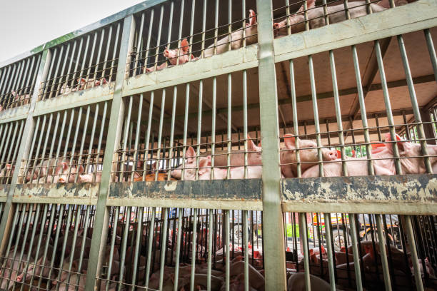 Pigs in transport cages awaiting animal export quarantine procedures