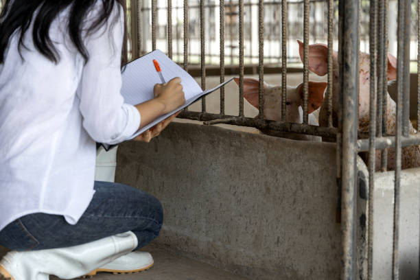 Veterinary staff member recording information during a pig health inspection