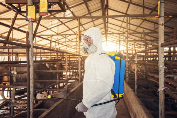 Worker wearing protective clothing inside a pig housing facility