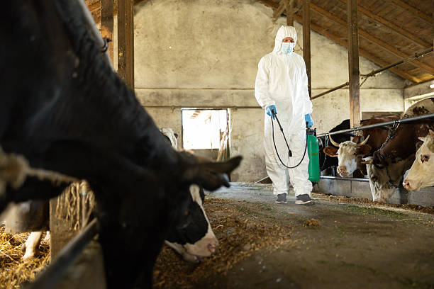 Worker disinfecting cattle housing while wearing protective equipment
