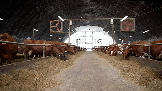 Clean and ventilated cattle housing prepared for hygiene treatment