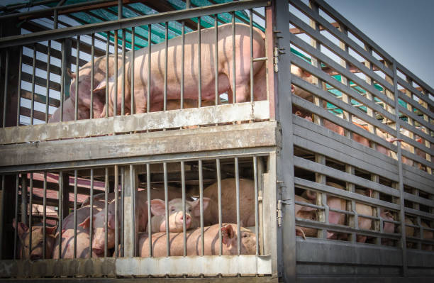 Live pigs transported in a livestock truck for export quarantine inspection