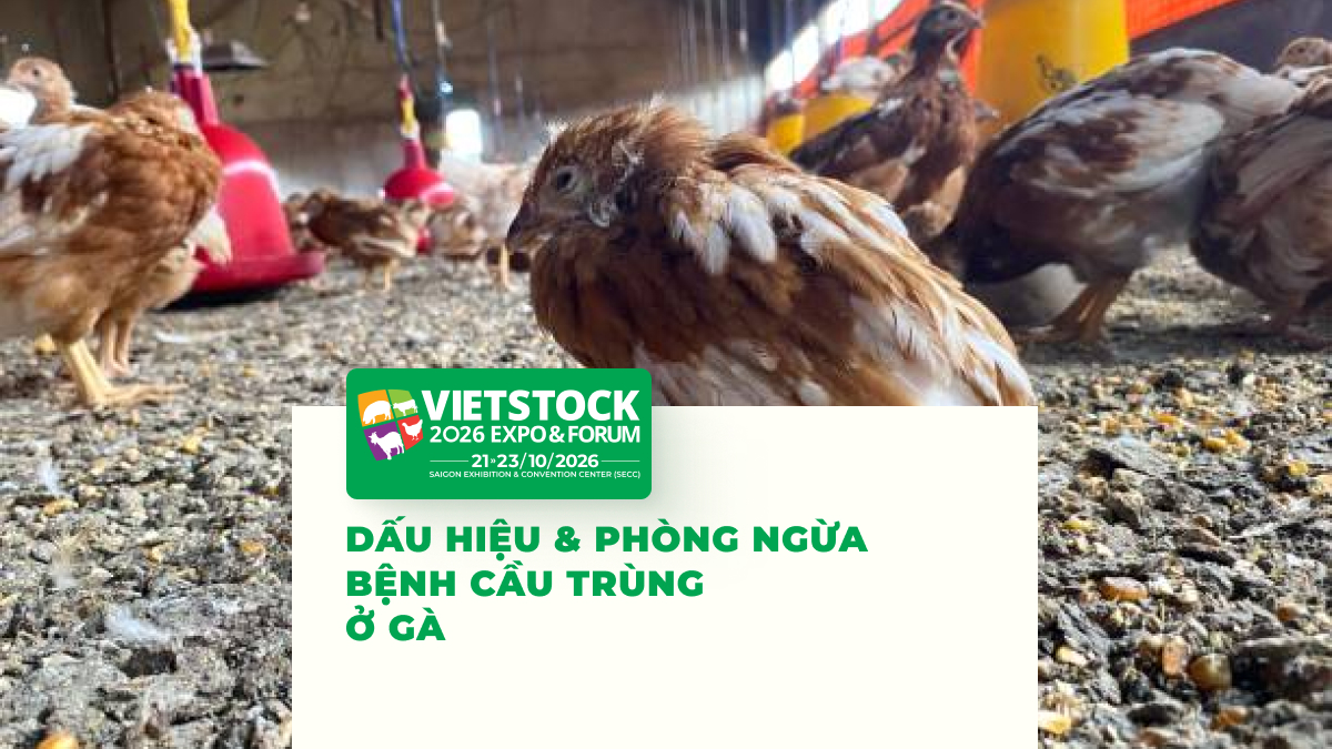 Đàn gà trong chuồng nuôi, minh họa bệnh cầu trùng ở gà và nguy cơ lây nhiễm qua chất độn