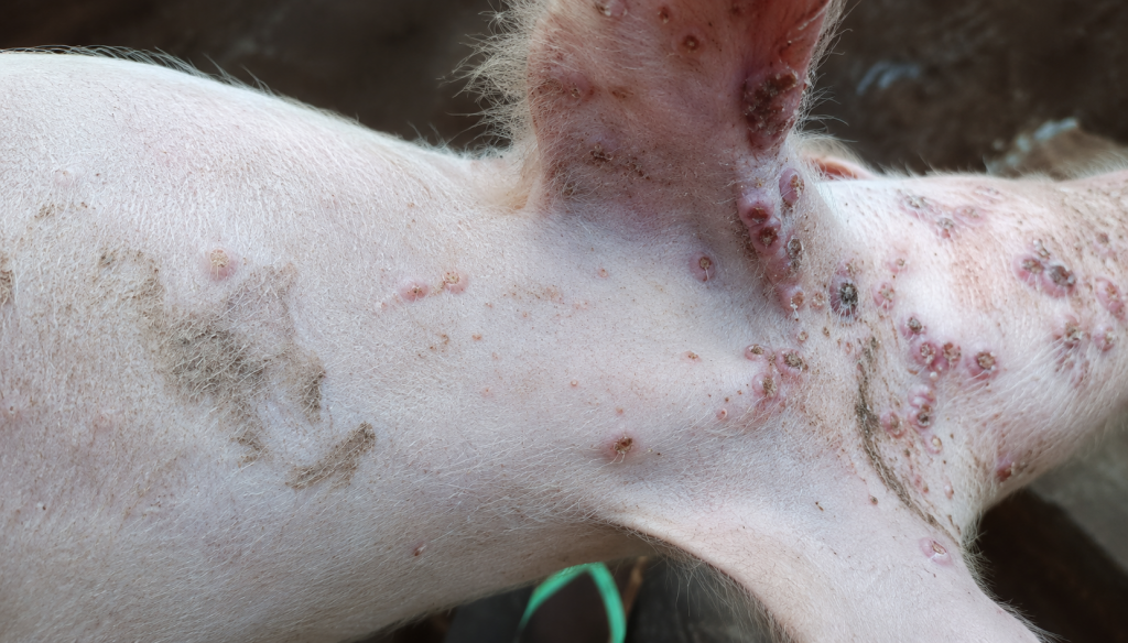 Tổn thương da nghi bệnh đậu lợn do Swinepox virus