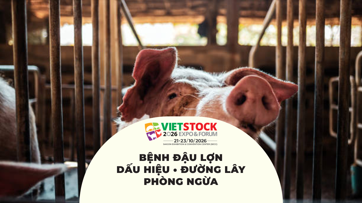 Lợn trong chuồng nuôi và thông tin về bệnh đậu lợn