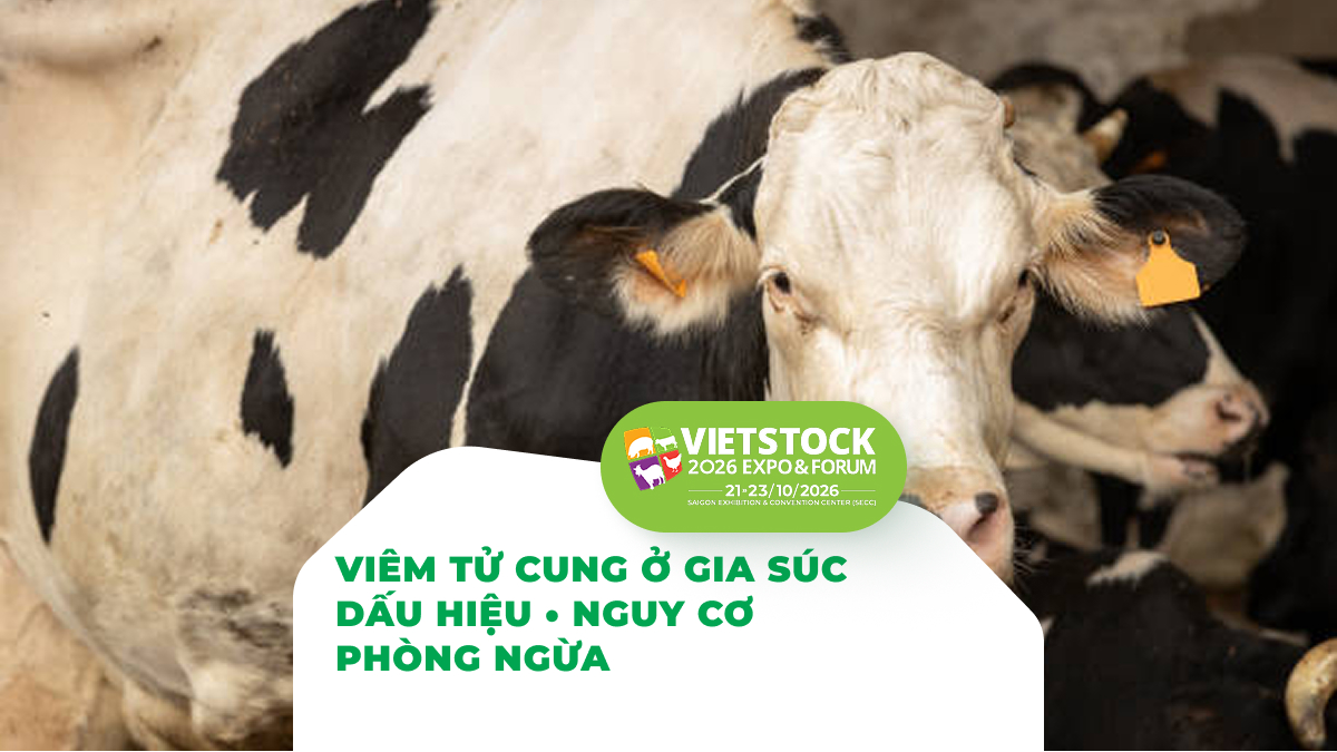 Bò sữa và nội dung về bệnh viêm tử cung sau sinh ở gia súc
