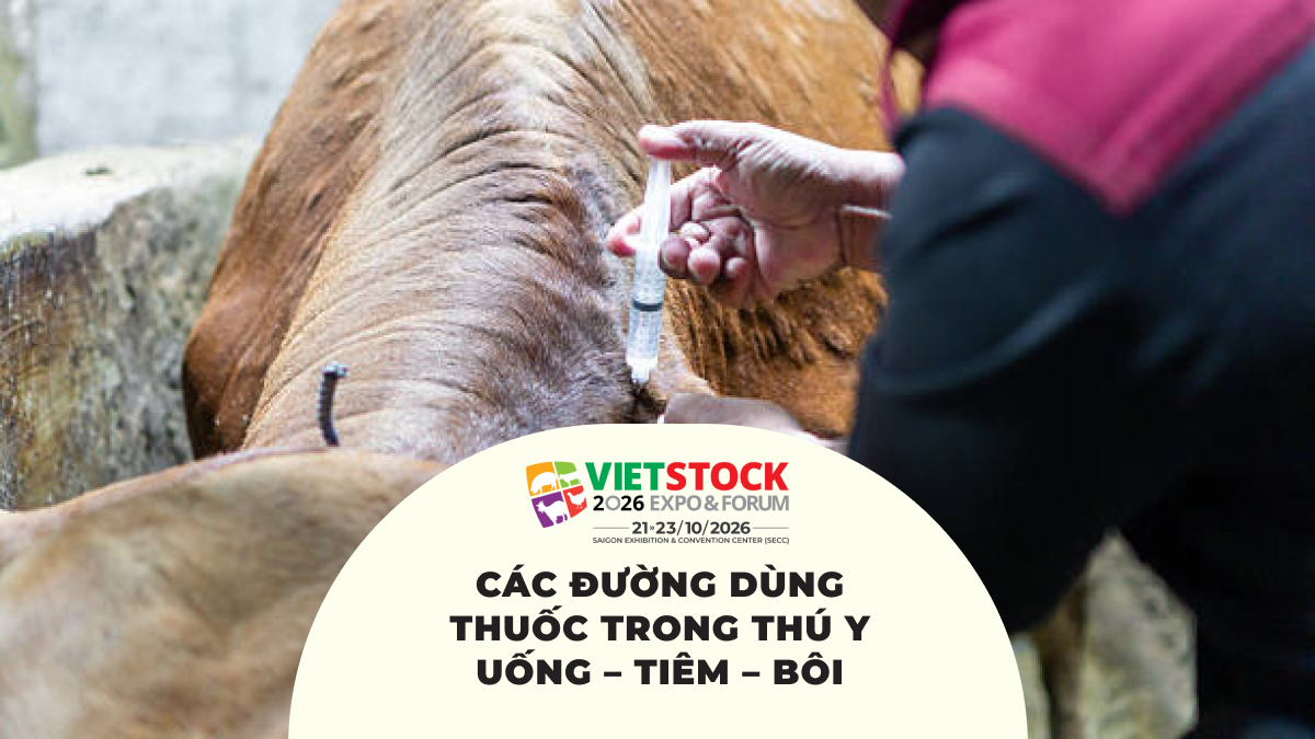 Sử dụng thuốc thú y cho vật nuôi theo đúng đường dùng