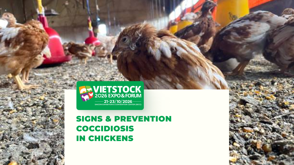Coccidiosis in Chickens: Signs, Causes, and Prevention Methods