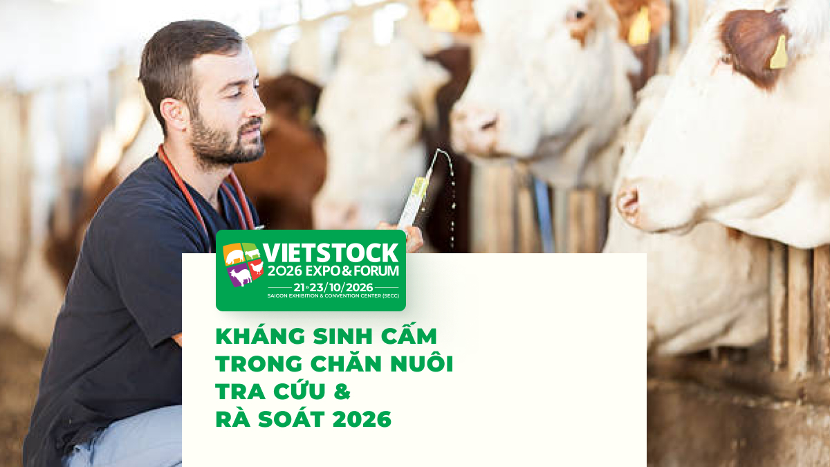 Nhân viên thú y kiểm tra đàn bò, minh họa danh mục kháng sinh cấm sử dụng trong chăn nuôi 2026