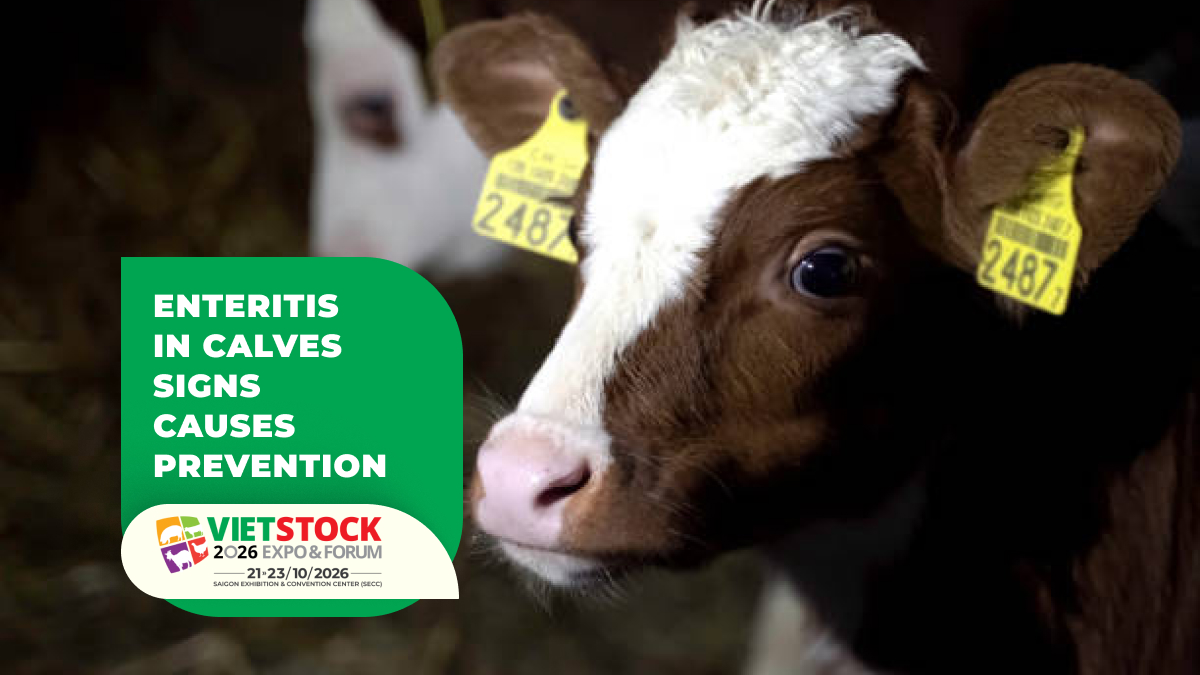 Enteritis in Calves: Diarrhea Signs, Causes, and Prevention Measures
