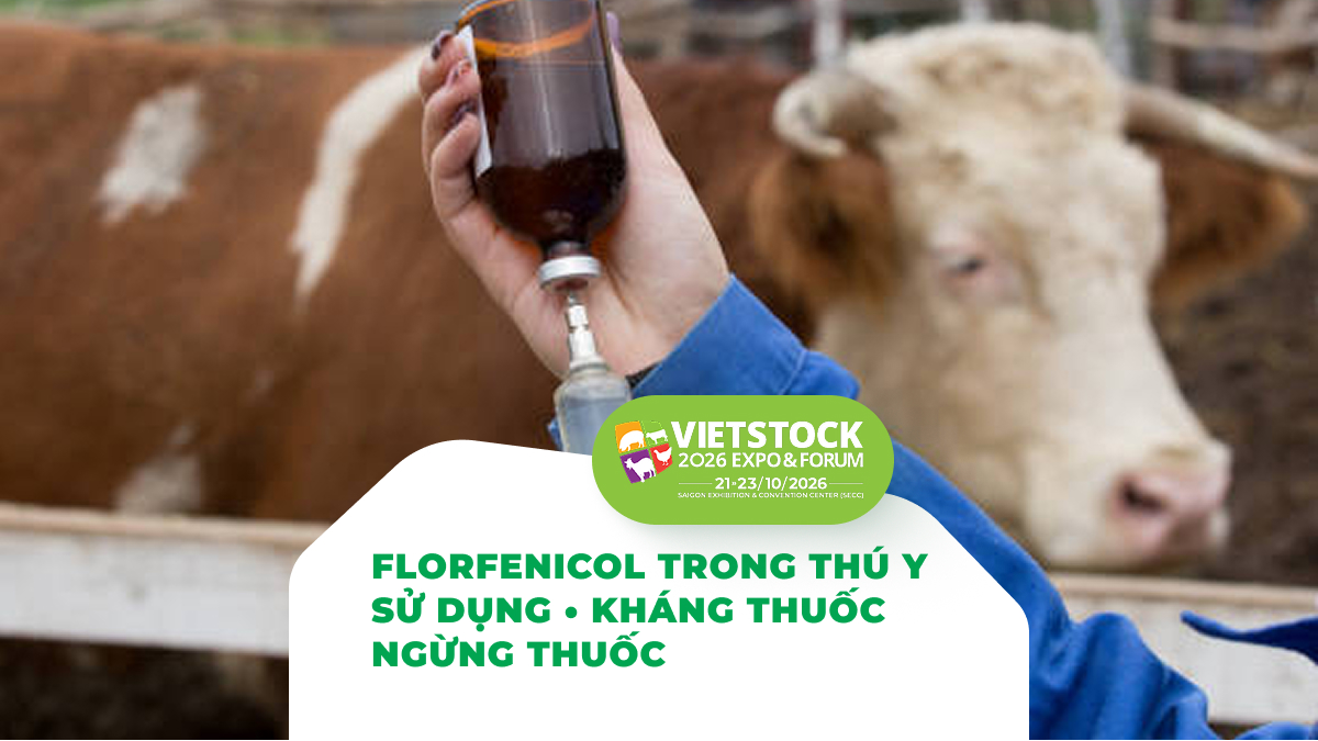 Nhân viên thú y sử dụng thuốc cho bò, minh họa florfenicol trong thú y