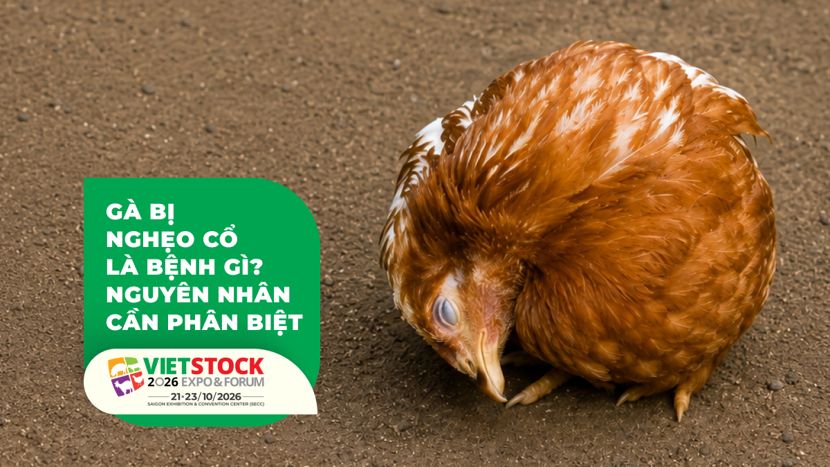 Gà bị nghẹo cổ với dấu hiệu thần kinh cần xác định nguyên nhân