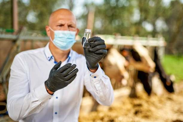 Veterinarian examining a medicine vial, illustrating antimicrobial resistance risks associated with enrofloxacin use in livestock