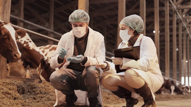 Nhân viên thú y kiểm tra thuốc và quản lý sử dụng kháng sinh tại trang trại chăn nuôi