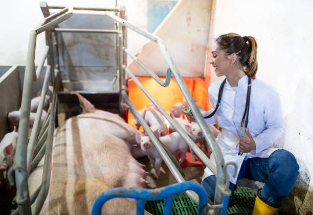 Veterinarian examining a sow and piglets in a farrowing area