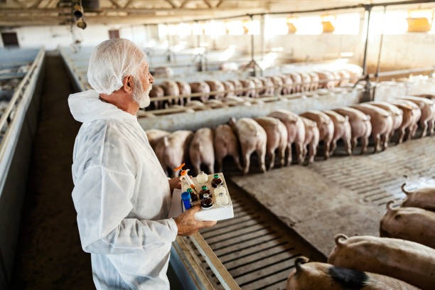 Checking pig health before using veterinary anti-inflammatory drugs