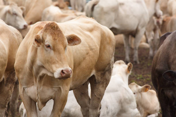 Cattle on a farm being observed before an obstetric intervention