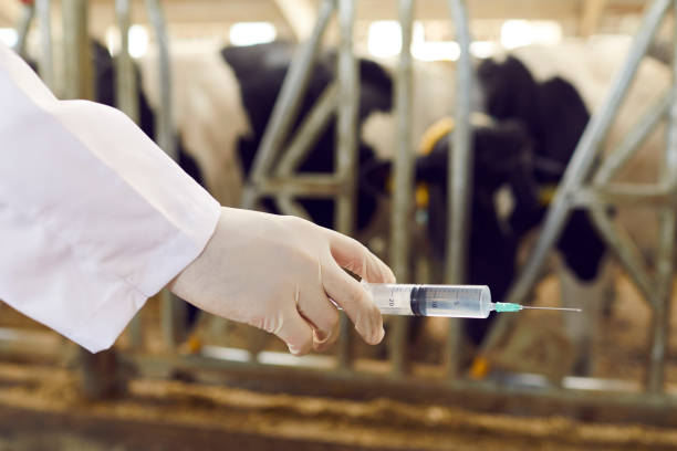 Veterinarian preparing a syringe while caring for cattle on a farm
