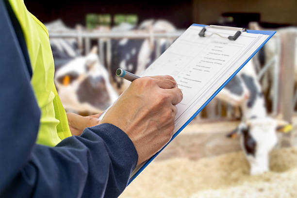 Nhân viên kiểm tra checklist lấy mẫu tại trang trại chăn nuôi bò