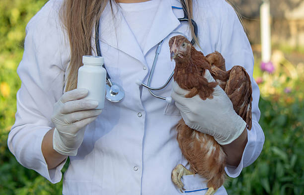 Veterinarian examining poultry before administering treatment