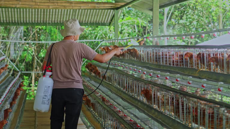 Người chăn nuôi phun dung dịch vệ sinh trong khu vực chuồng gà