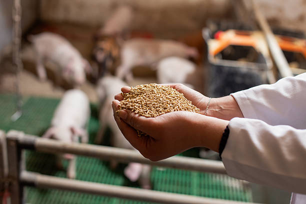 Kiểm tra thức ăn chăn nuôi có chứa kháng sinh tại trang trại heo