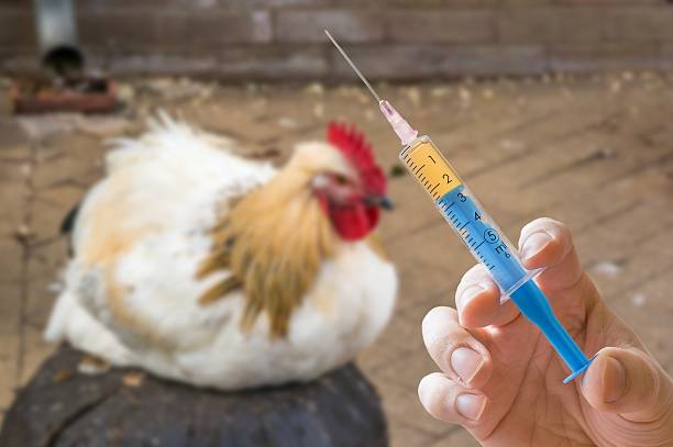 Ống tiêm vaccine trước một con gà, minh họa chương trình phòng cầu trùng