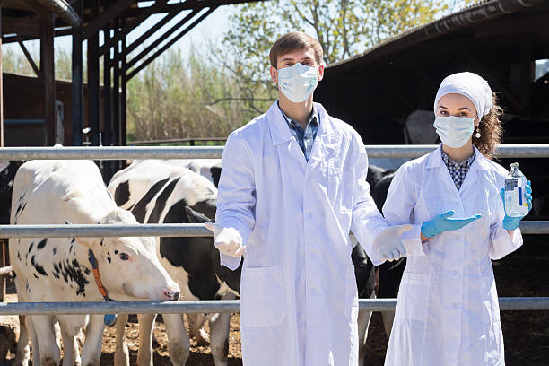Veterinarians monitoring cattle health and veterinary medicine use on a livestock farm