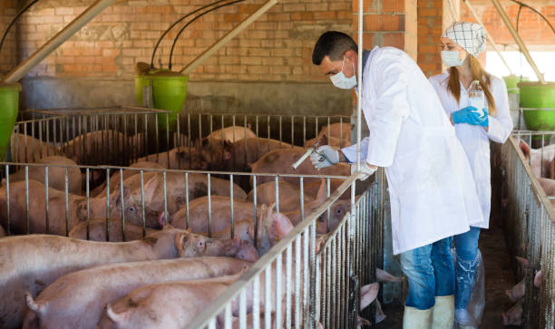 Veterinary staff providing medication and care to pigs on a farm