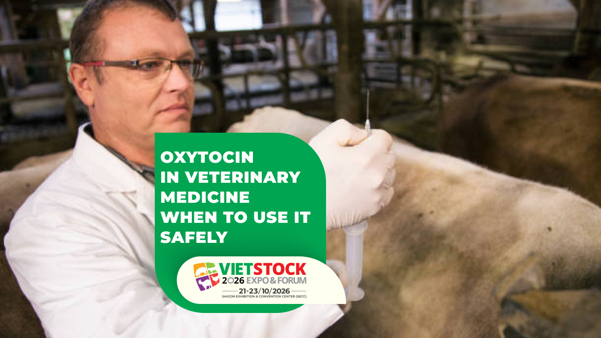 Veterinarian administering injectable medication to livestock during veterinary care