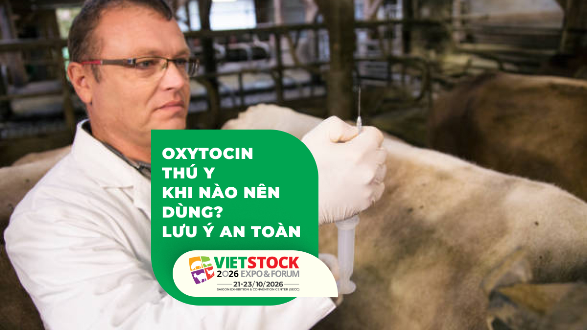 Bác sĩ thú y tiêm thuốc cho vật nuôi trong quá trình chăm sóc sản khoa