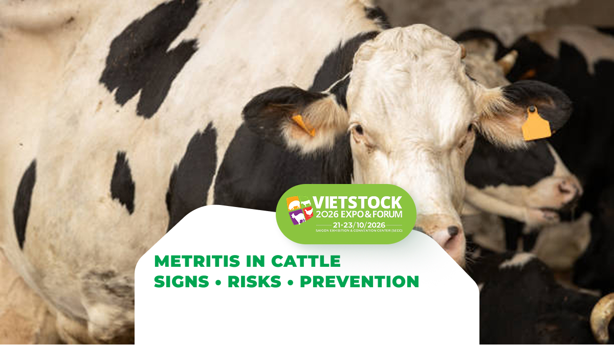 Postpartum Metritis and Endometritis in Cattle: Clinical Signs, Risk Factors, and Prevention