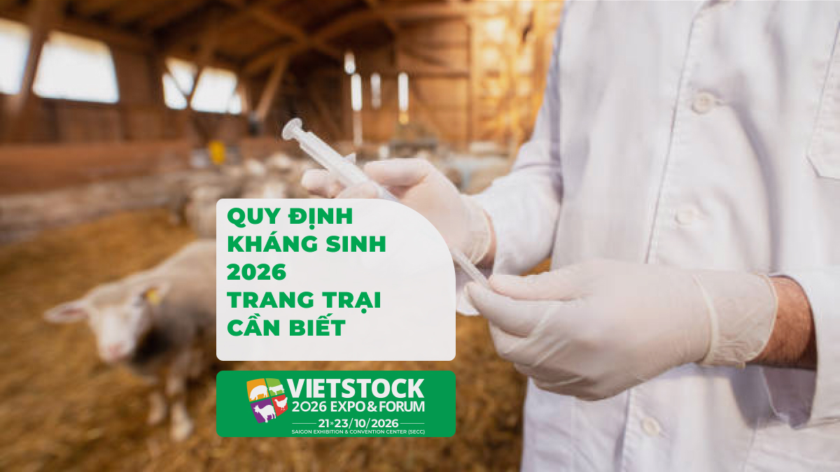 Bác sĩ thú y sử dụng thuốc tại trang trại, minh họa quy định sử dụng kháng sinh trong chăn nuôi 2026