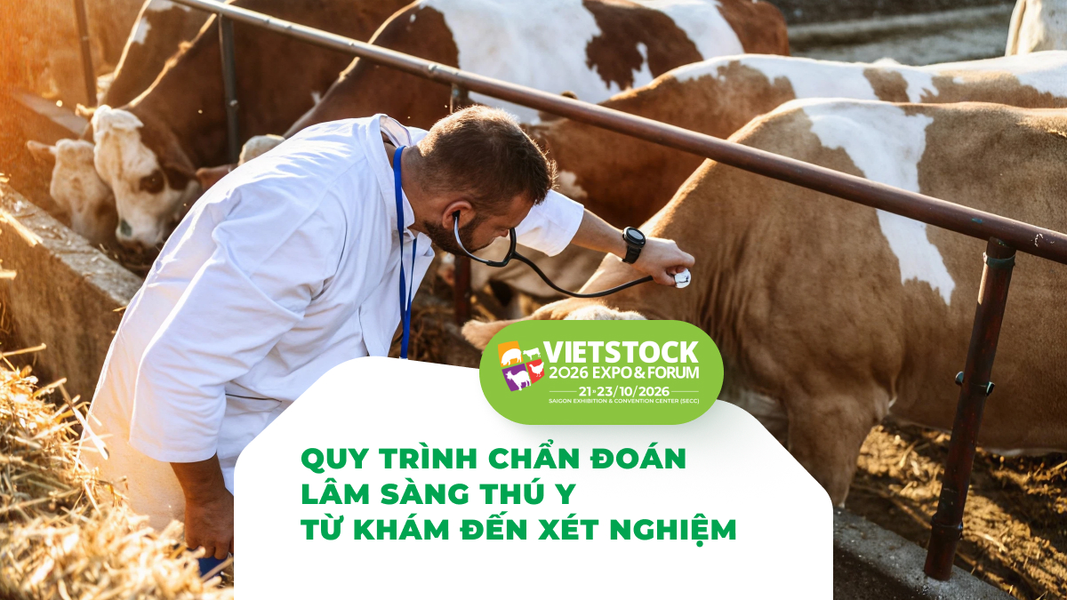 Bác sĩ thú y khám bò tại trang trại trong quy trình chẩn đoán lâm sàng thú y