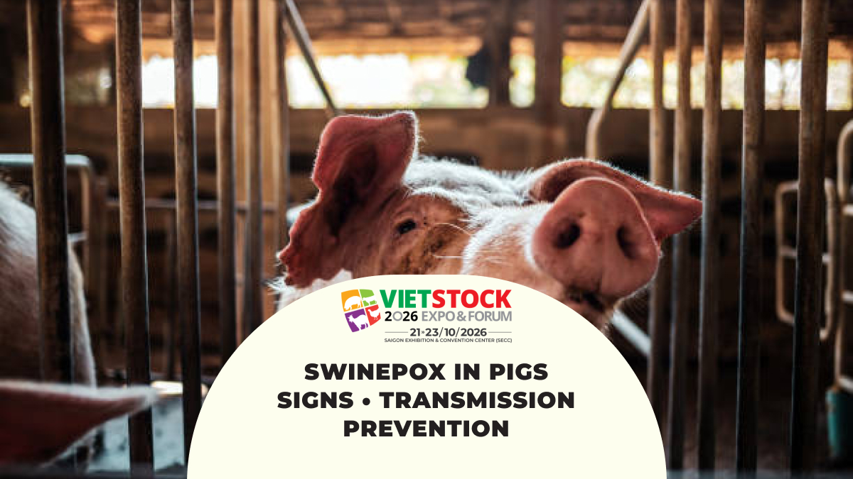 Swinepox: Clinical Signs, Transmission Routes, and Prevention Measures
