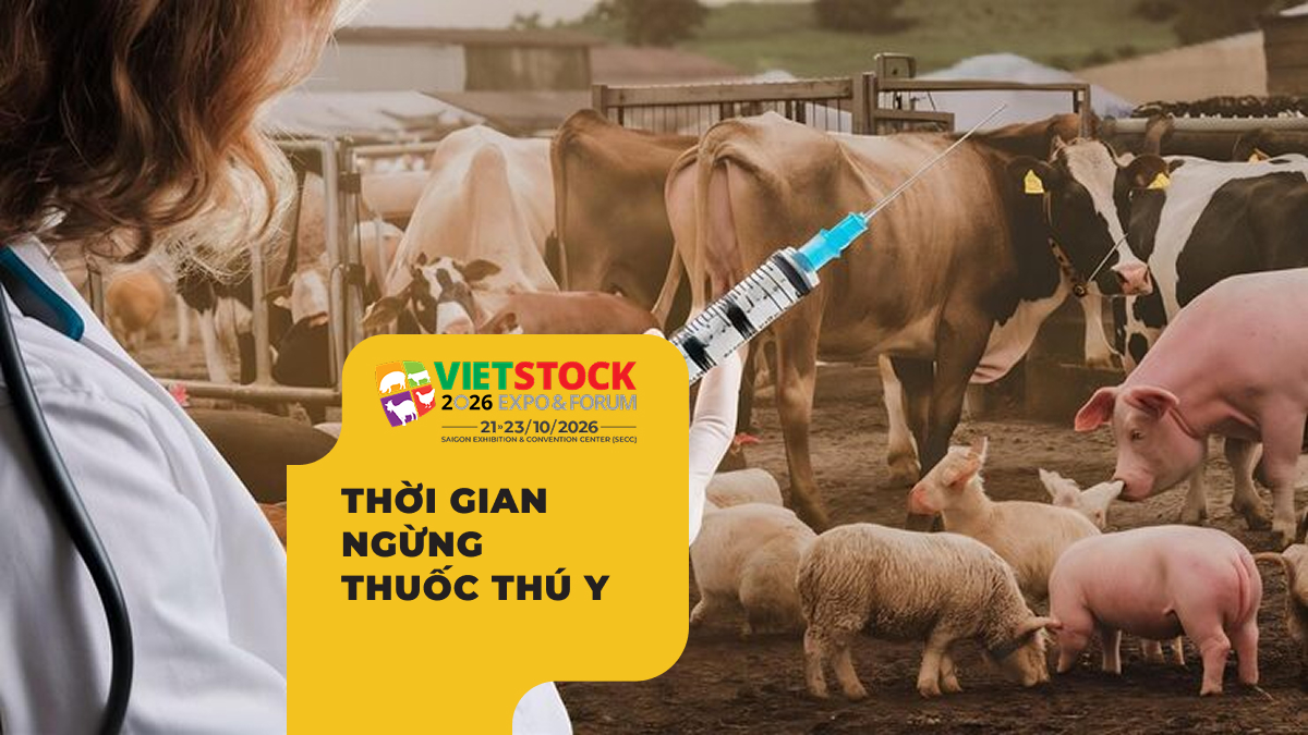 Bác sĩ thú y kiểm tra vật nuôi, minh họa thời gian ngừng thuốc thú y trước khi xuất bán