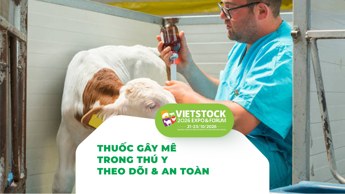 Thuốc Gây Mê Thú Y: Các Nhóm Thường Dùng, Theo Dõi và Lưu Ý An Toàn